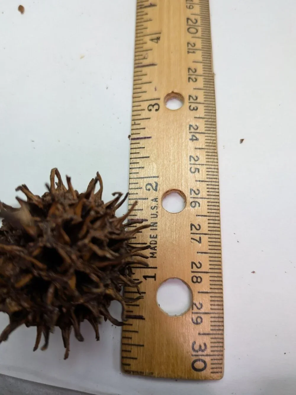 Huge 130+ Pc Botanical Craft Supply Lot Sweetgum Lotus Pods Acorns Pinecones